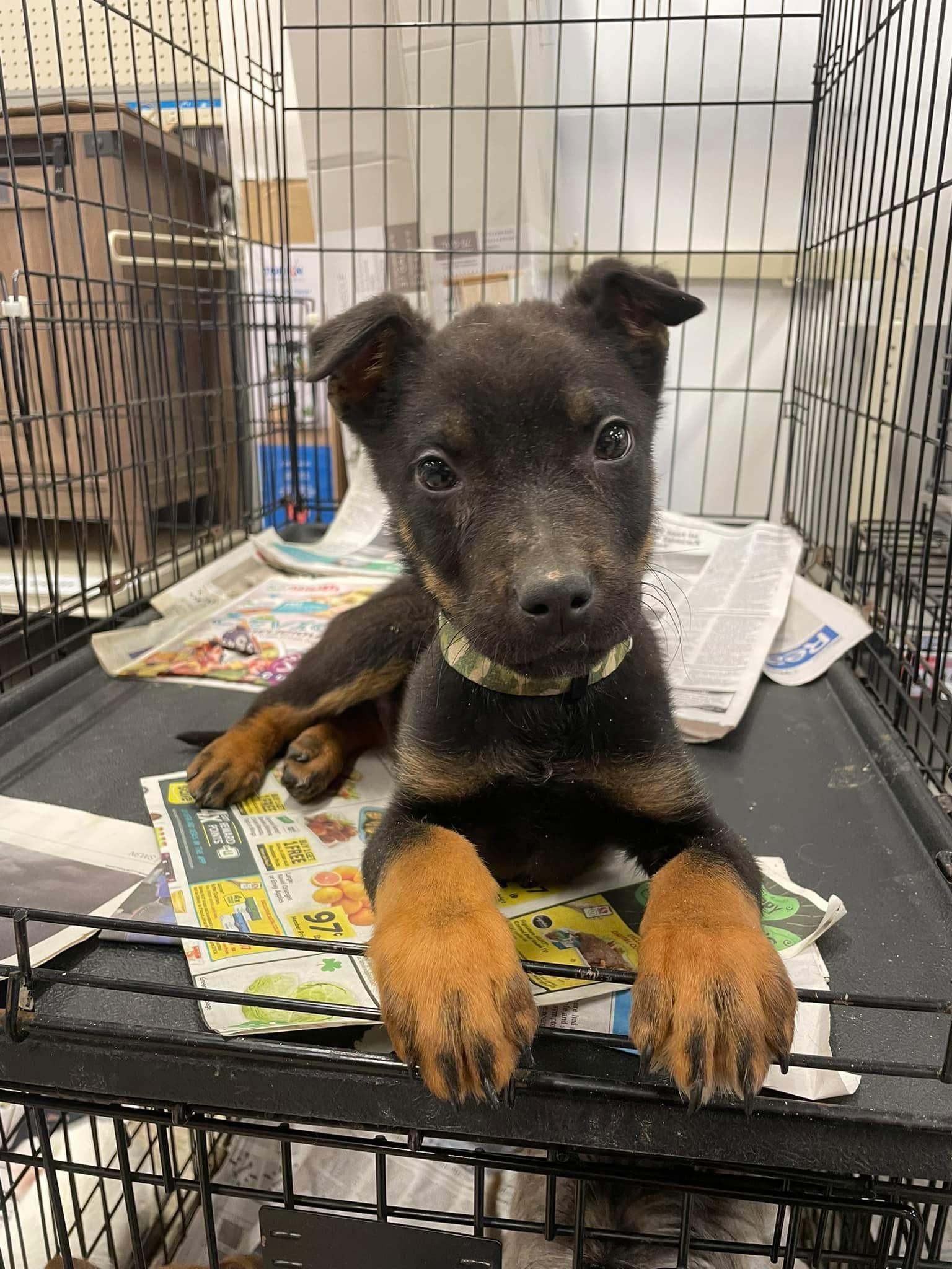 Maverick, Young Male unknown