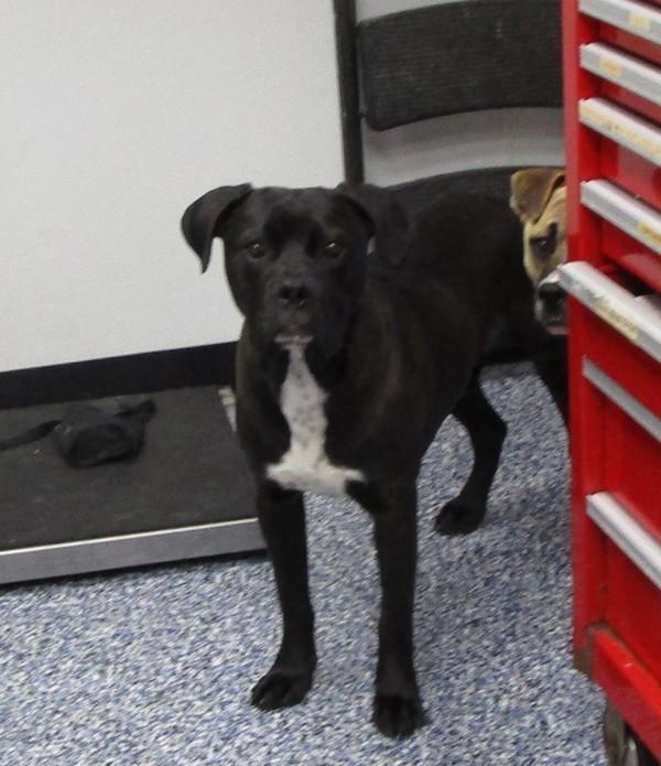 Enlarge Lynyrd, a Adoptable mixed breed in Nicholasville, KY image 1/2