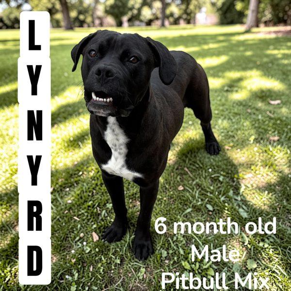 Enlarge Lynyrd, a Adoptable mixed breed in Nicholasville, KY image 2/2