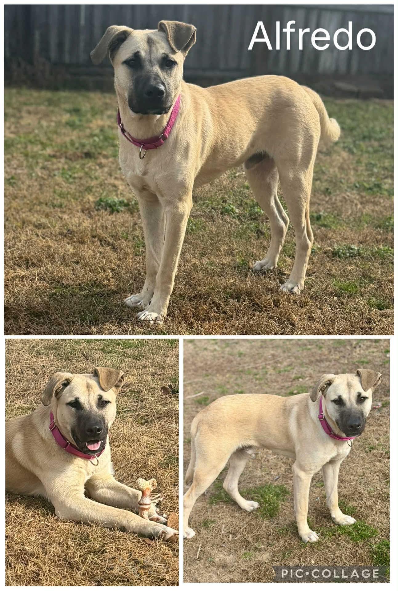 Enlarge Alfredo, a ADOPTABLE mixed breed in Enterprise, AL image 1/1