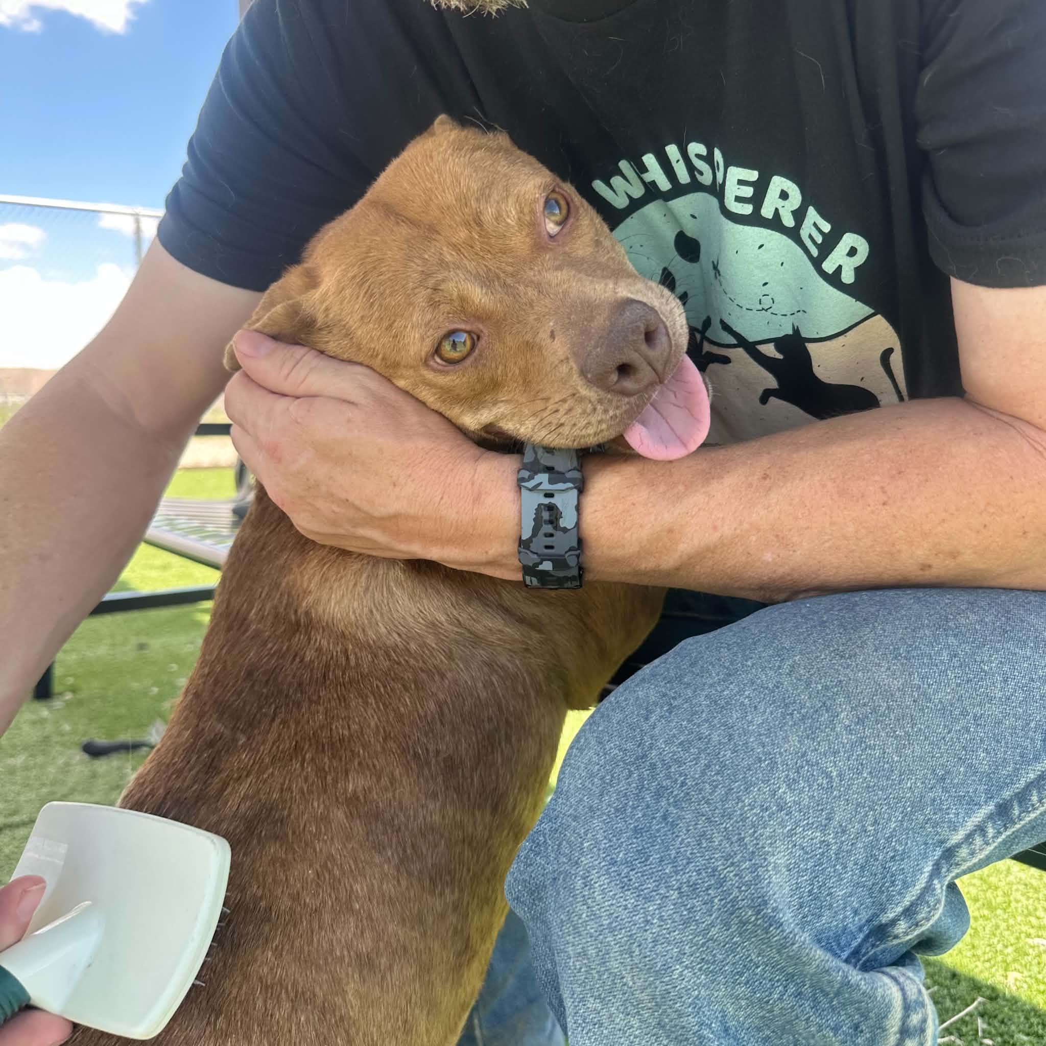 Dew, a ADOPTABLE mixed breed in Truth or Consequences , NM image 6/6