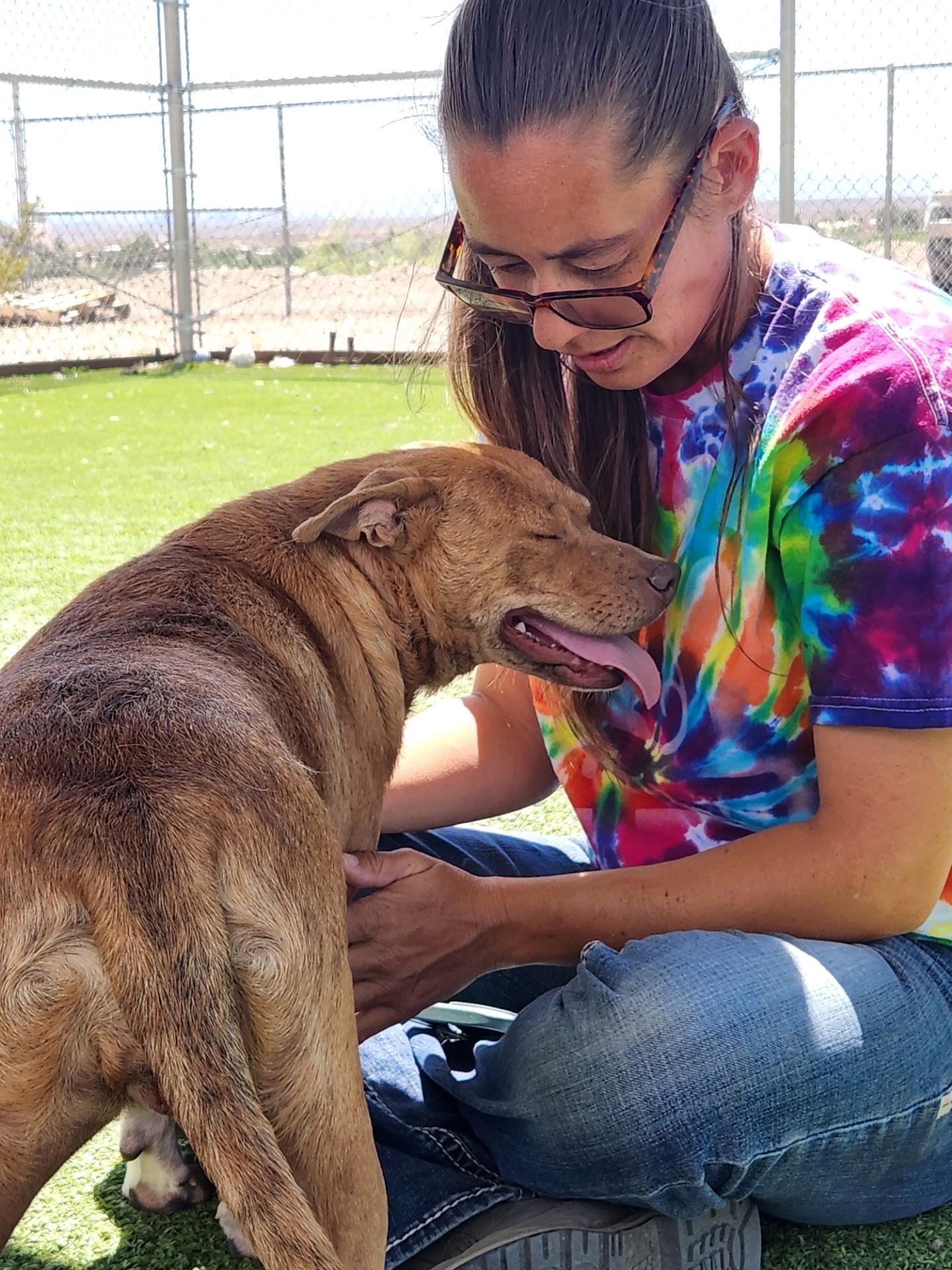 Dew, ADOPTABLE, Adult Female Pit Bull Terrier.