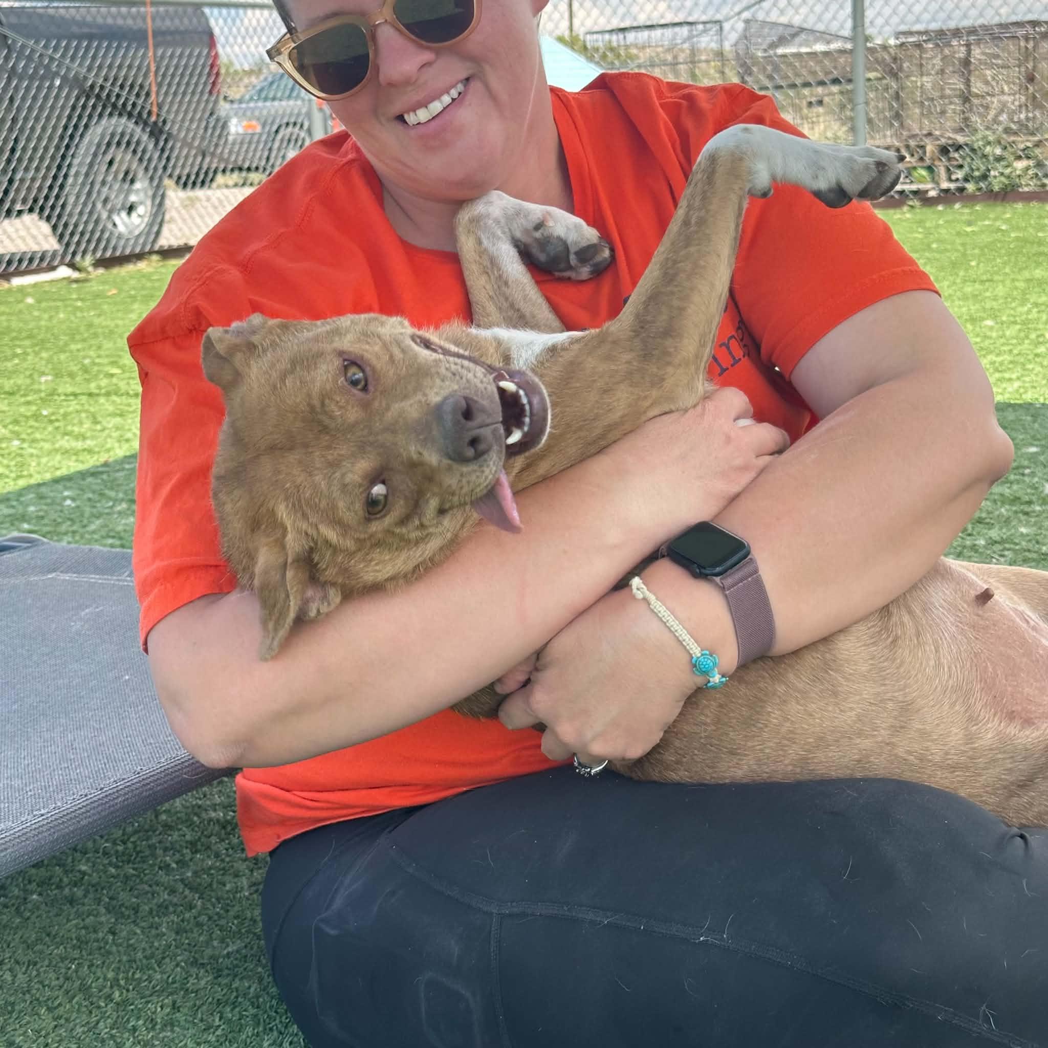 Dew, a ADOPTABLE mixed breed in Truth or Consequences , NM image 2/6
