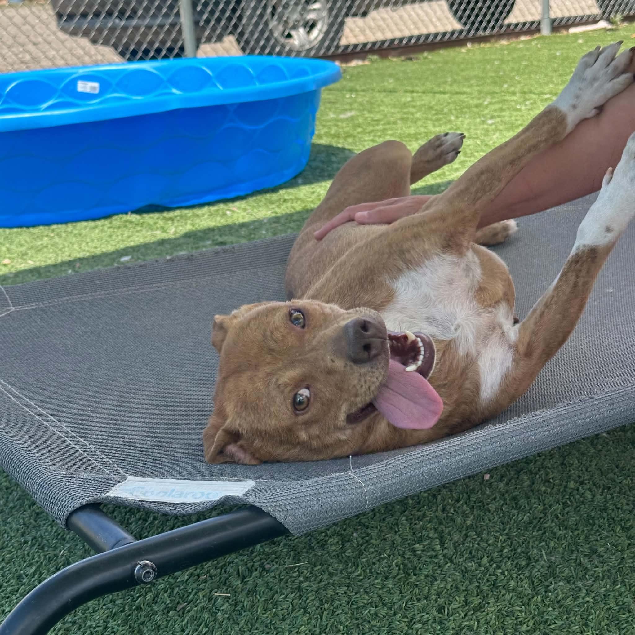 Dew, a ADOPTABLE mixed breed in Truth or Consequences , NM image 4/6