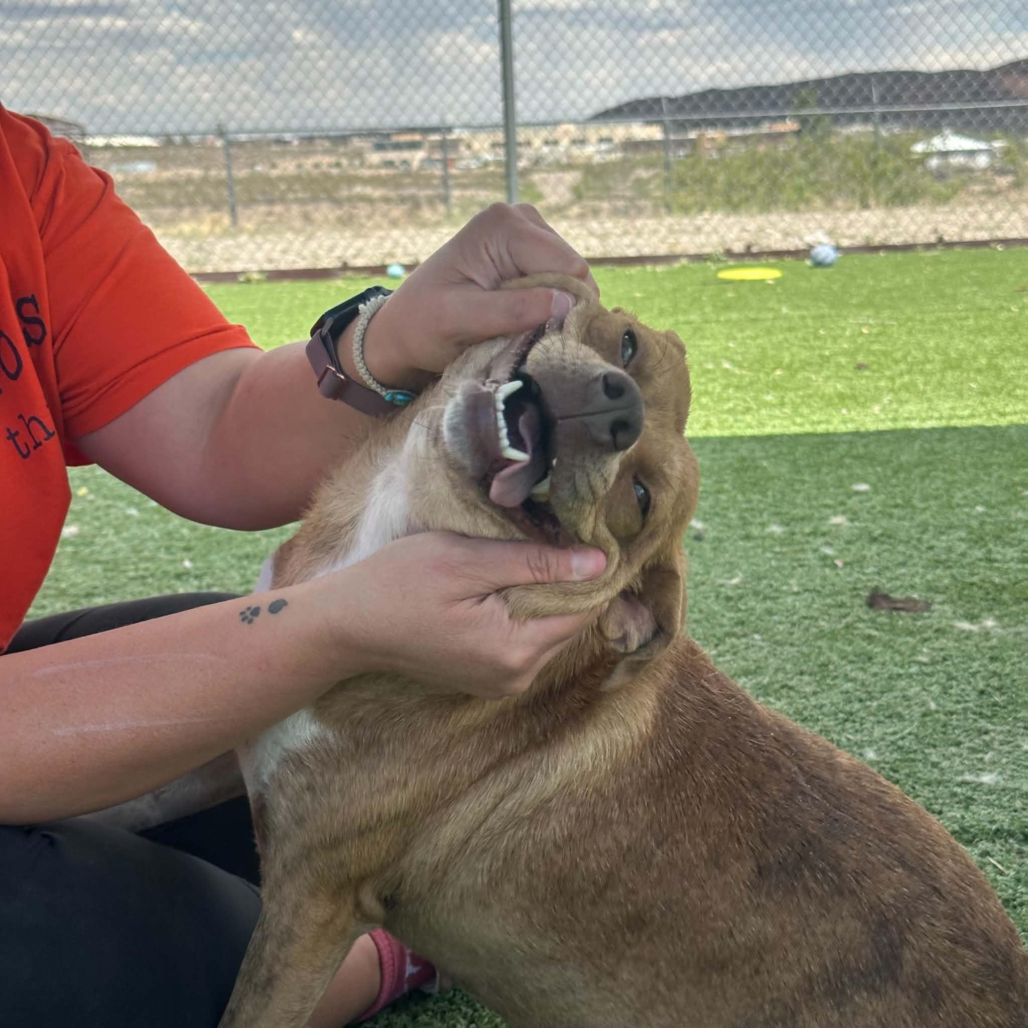 Dew, a ADOPTABLE mixed breed in Truth or Consequences , NM image 5/6