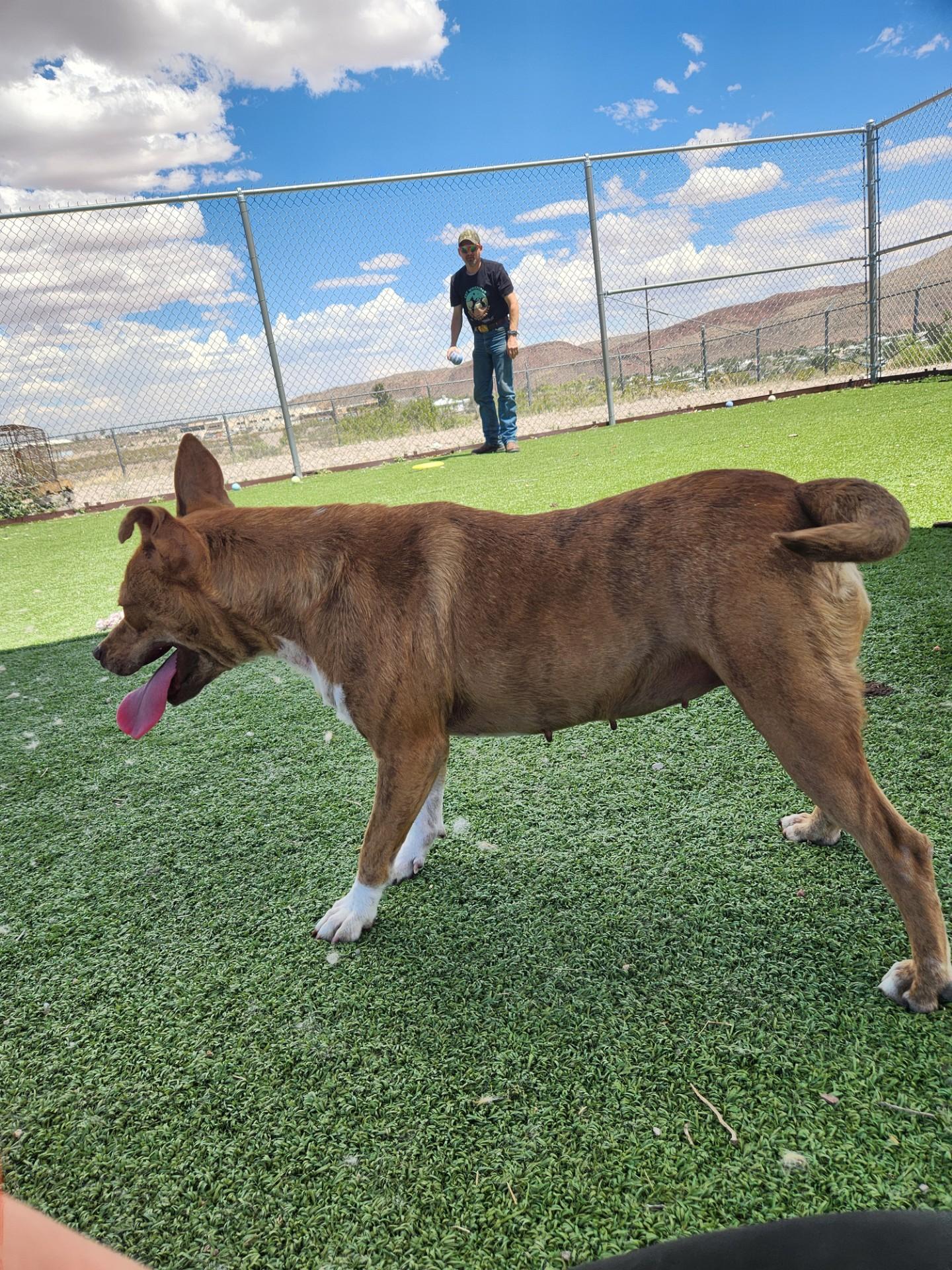 Dew, a ADOPTABLE mixed breed in Truth or Consequences , NM image 3/6