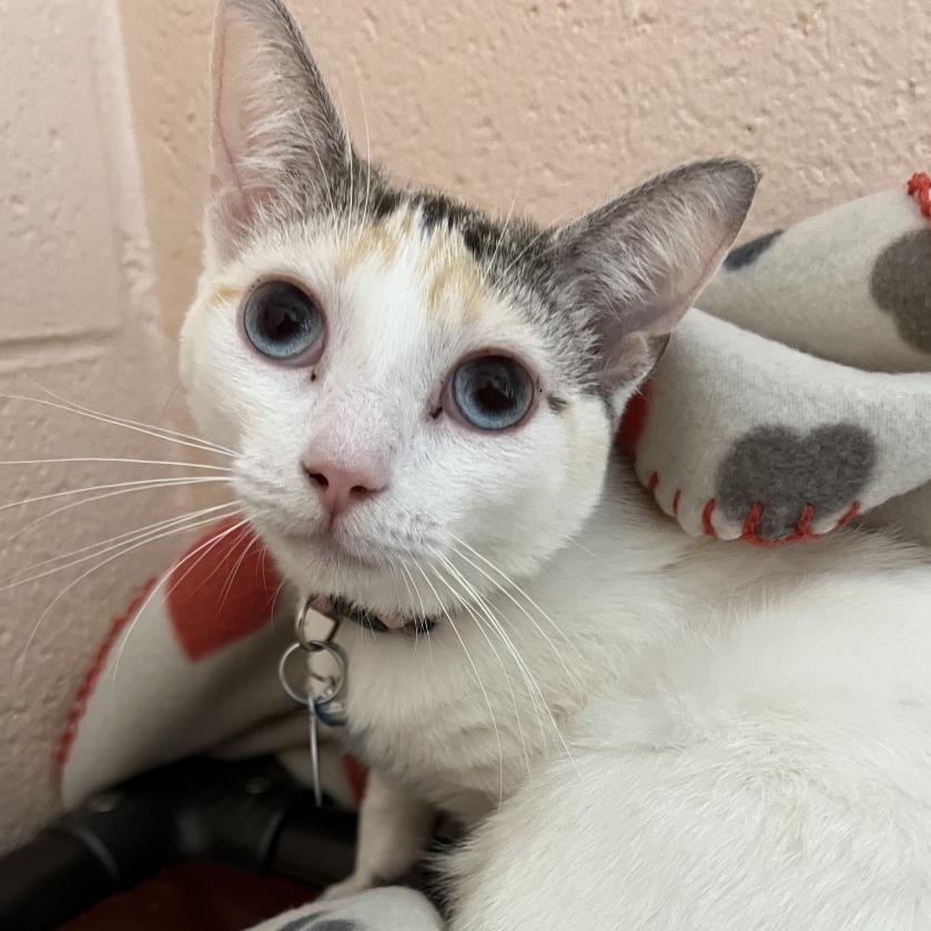 Enlarge Ciana, a Adoptable Domestic Short Hair in Owosso, MI image 1/2