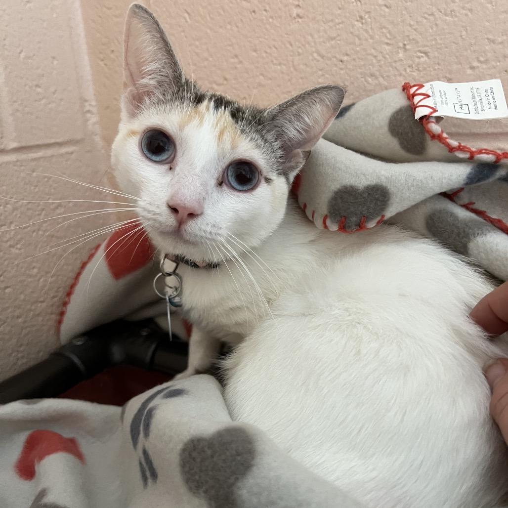 Enlarge Ciana, a Adoptable Domestic Short Hair in Owosso, MI image 2/2