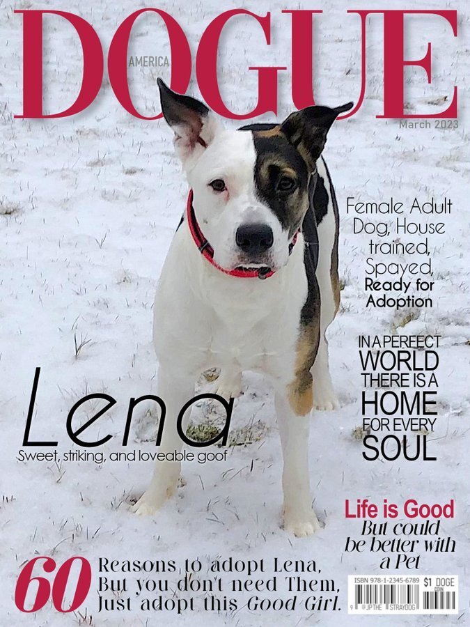 Enlarge Lena, a Adoptable mixed breed in Chilmark, MA image 1/13