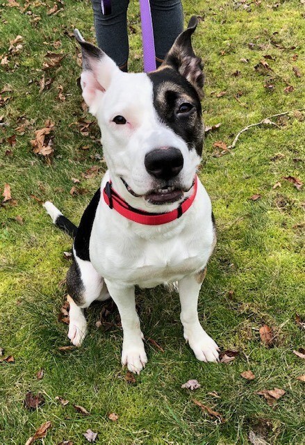 Enlarge Lena, a Adoptable mixed breed in Chilmark, MA image 2/13