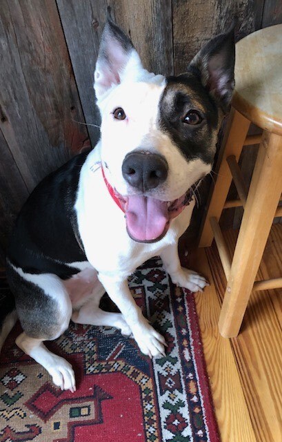 Enlarge Lena, a Adoptable mixed breed in Chilmark, MA image 3/13