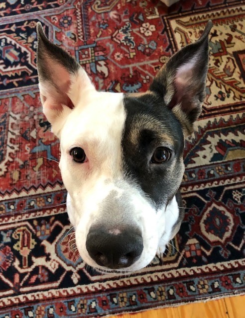 Enlarge Lena, a Adoptable mixed breed in Chilmark, MA image 4/13