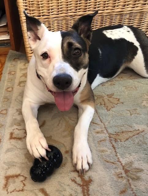 Enlarge Lena, a Adoptable mixed breed in Chilmark, MA image 5/13