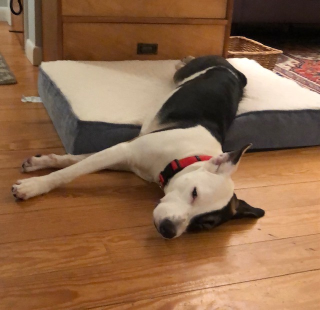 Enlarge Lena, a Adoptable mixed breed in Chilmark, MA image 6/13