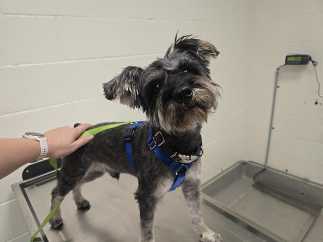 Enlarge SCRAPPY, a Adoptable mixed breed in Auburn, CA image 1/1