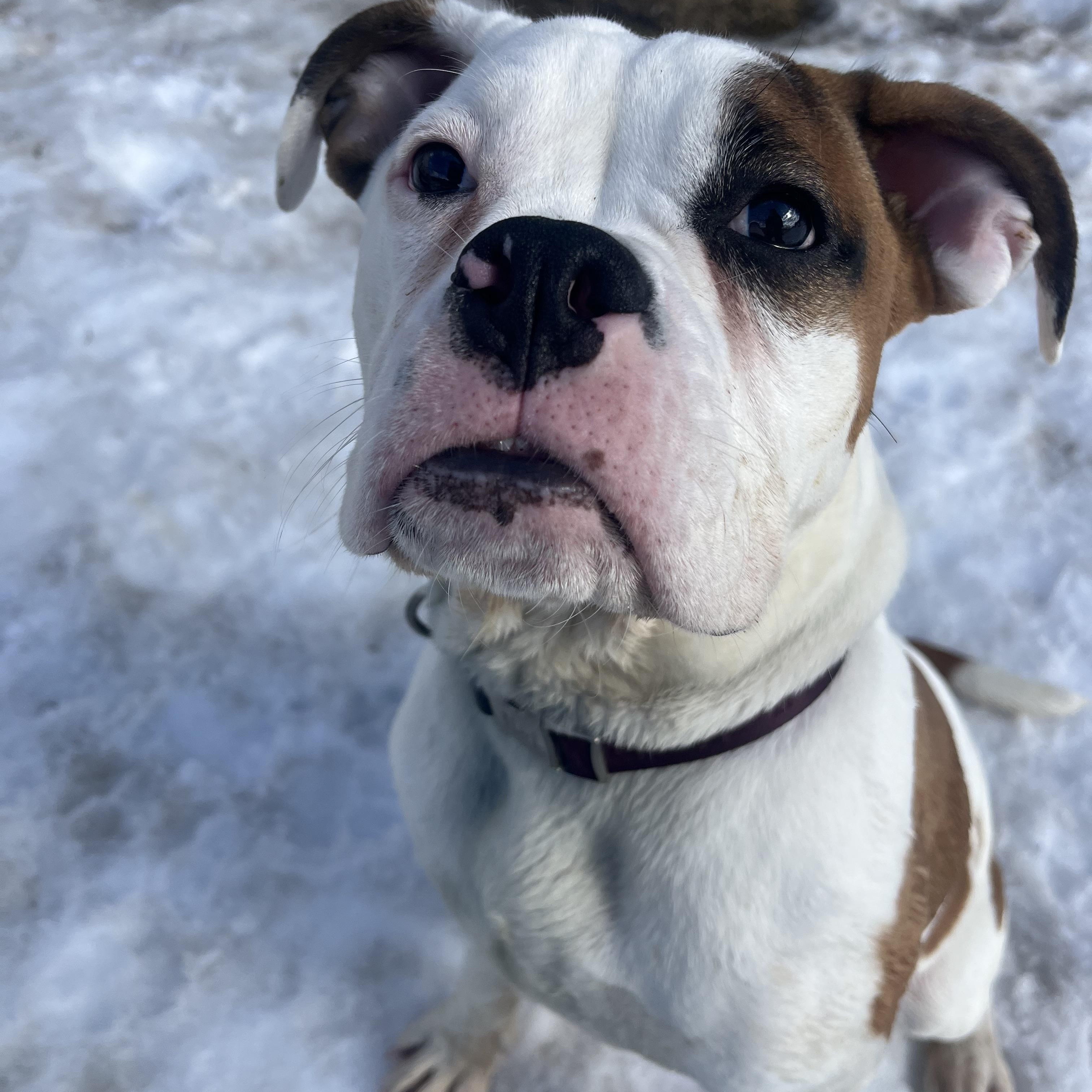 Enlarge Elton , an adopted mixed breed in Yonkers, NY image 2/4