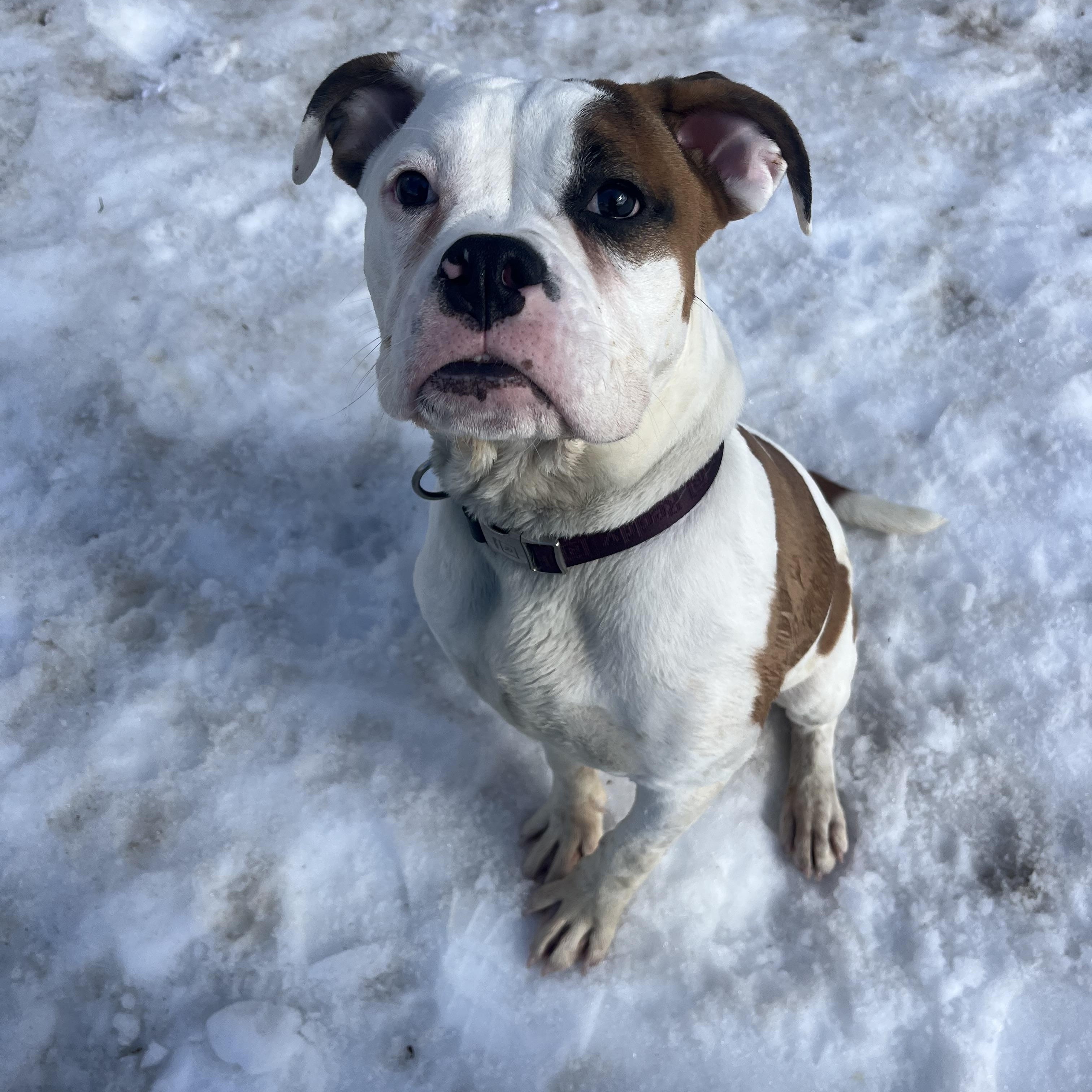 Enlarge Elton , an adopted mixed breed in Yonkers, NY image 3/4