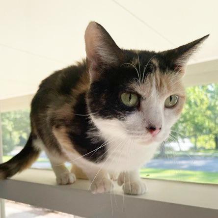 Enlarge Quinn, a Adoptable Calico in Little Rock, AR image 1/3