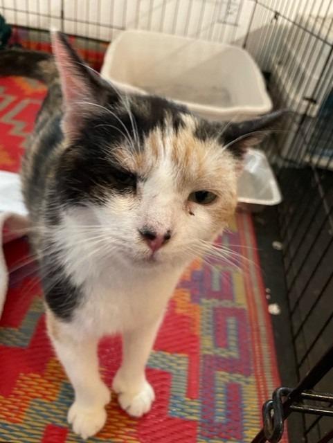 Enlarge Quinn, a Adoptable Calico in Little Rock, AR image 1/3