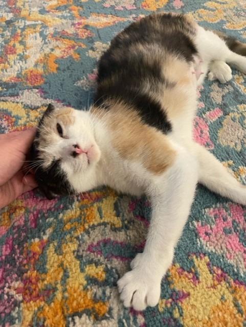 Enlarge Quinn, a Adoptable Calico in Little Rock, AR image 2/3