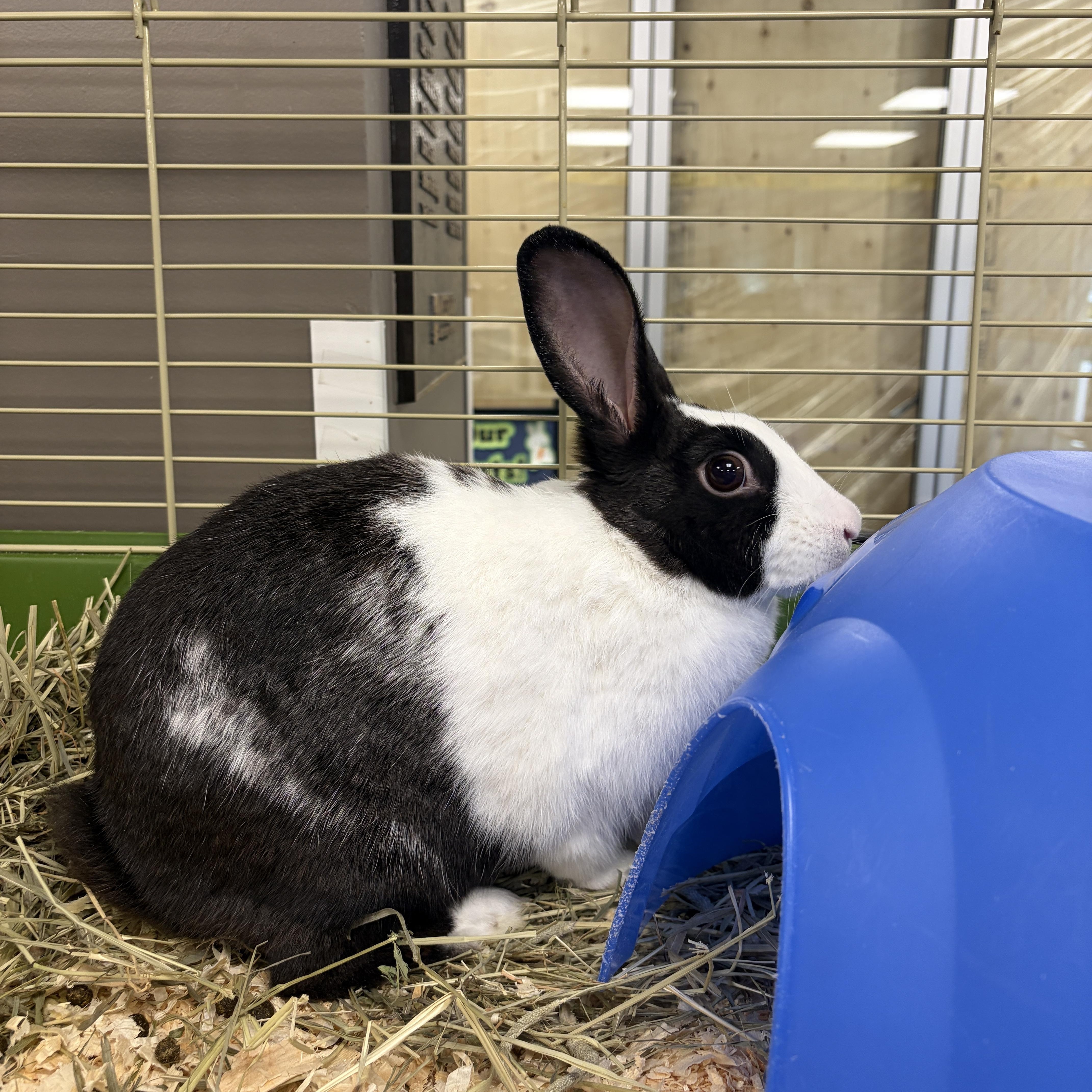 Bagel, Adoptable, Adult Female Bunny Rabbit.