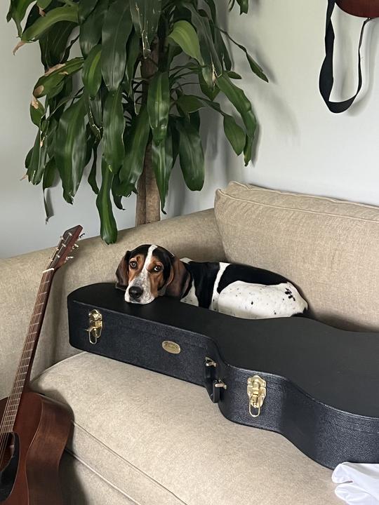 Melly (FKA Dixie), a Adoptable mixed breed in Charleston, SC image 1/5