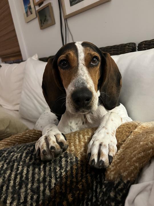 Melly (FKA Dixie), a Adoptable mixed breed in Charleston, SC image 2/5