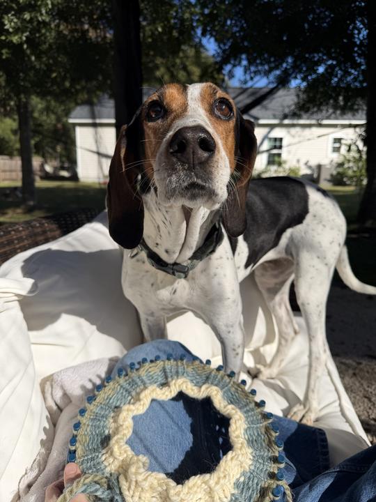 Melly (FKA Dixie), a Adoptable mixed breed in Charleston, SC image 3/5