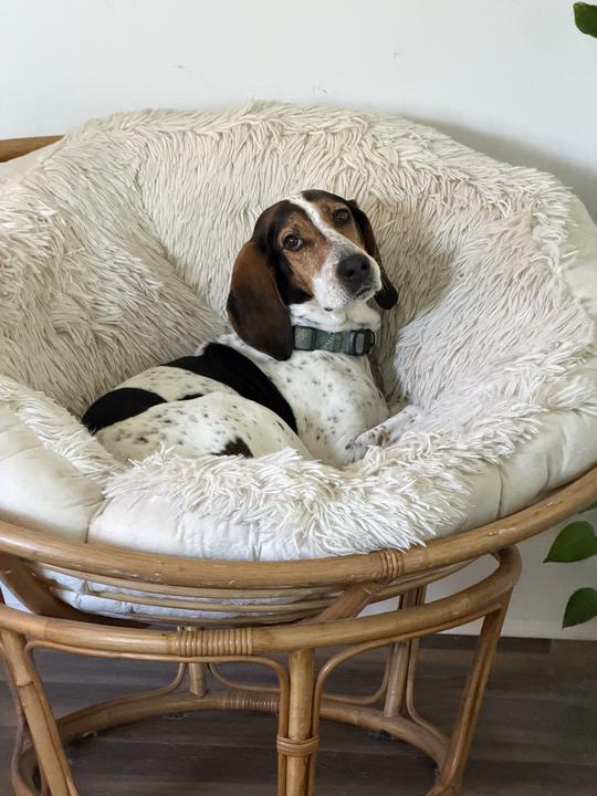 Melly (FKA Dixie), a Adoptable mixed breed in Charleston, SC image 5/5