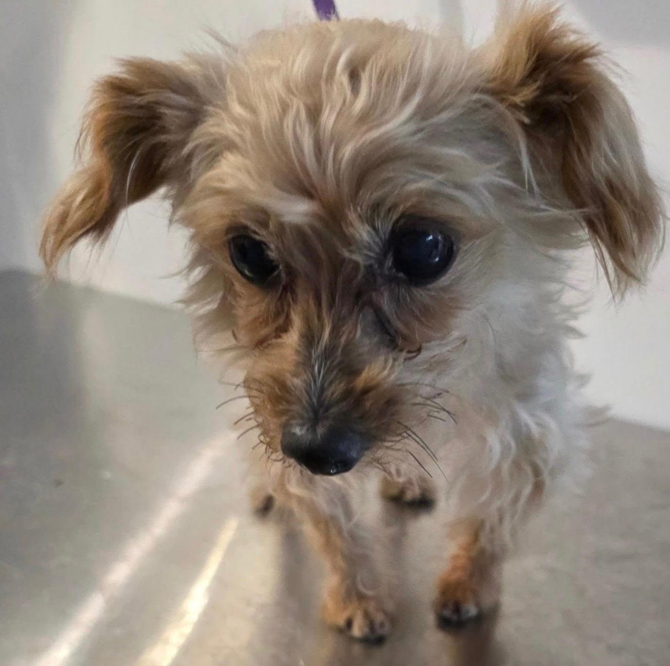 Enlarge MAISON MARGIELA, a ADOPTABLE mixed breed in New York, NY image 3/5