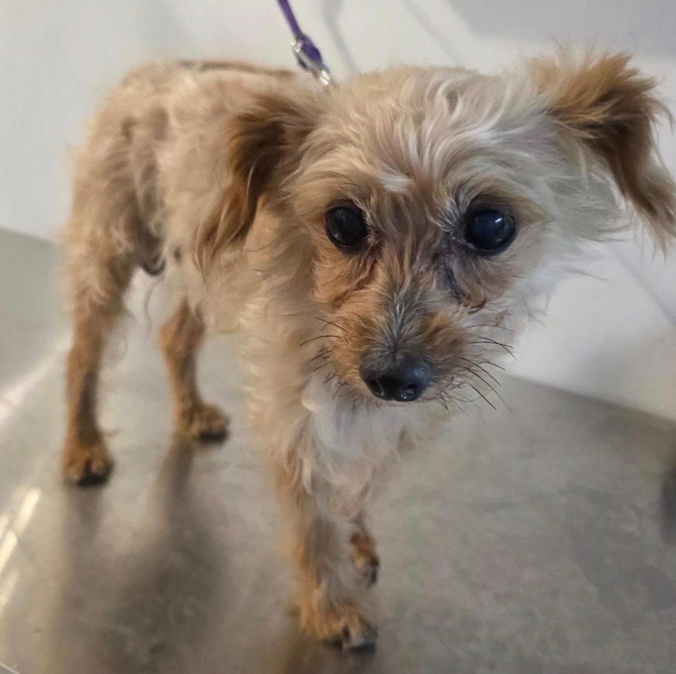 Enlarge MAISON MARGIELA, a ADOPTABLE mixed breed in New York, NY image 5/5