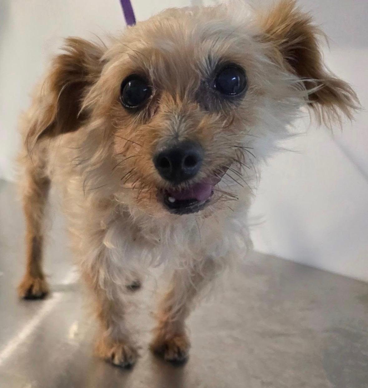 Enlarge MAISON MARGIELA, a ADOPTABLE mixed breed in New York, NY image 4/5