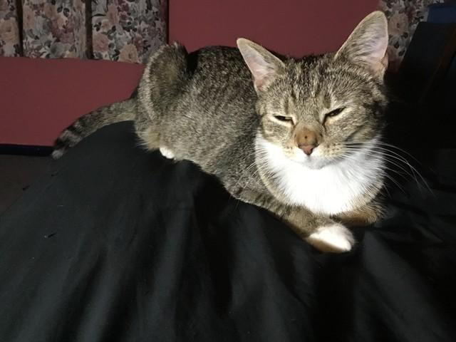 SPARKLE, Adoptable, Young Female Domestic Short Hair.