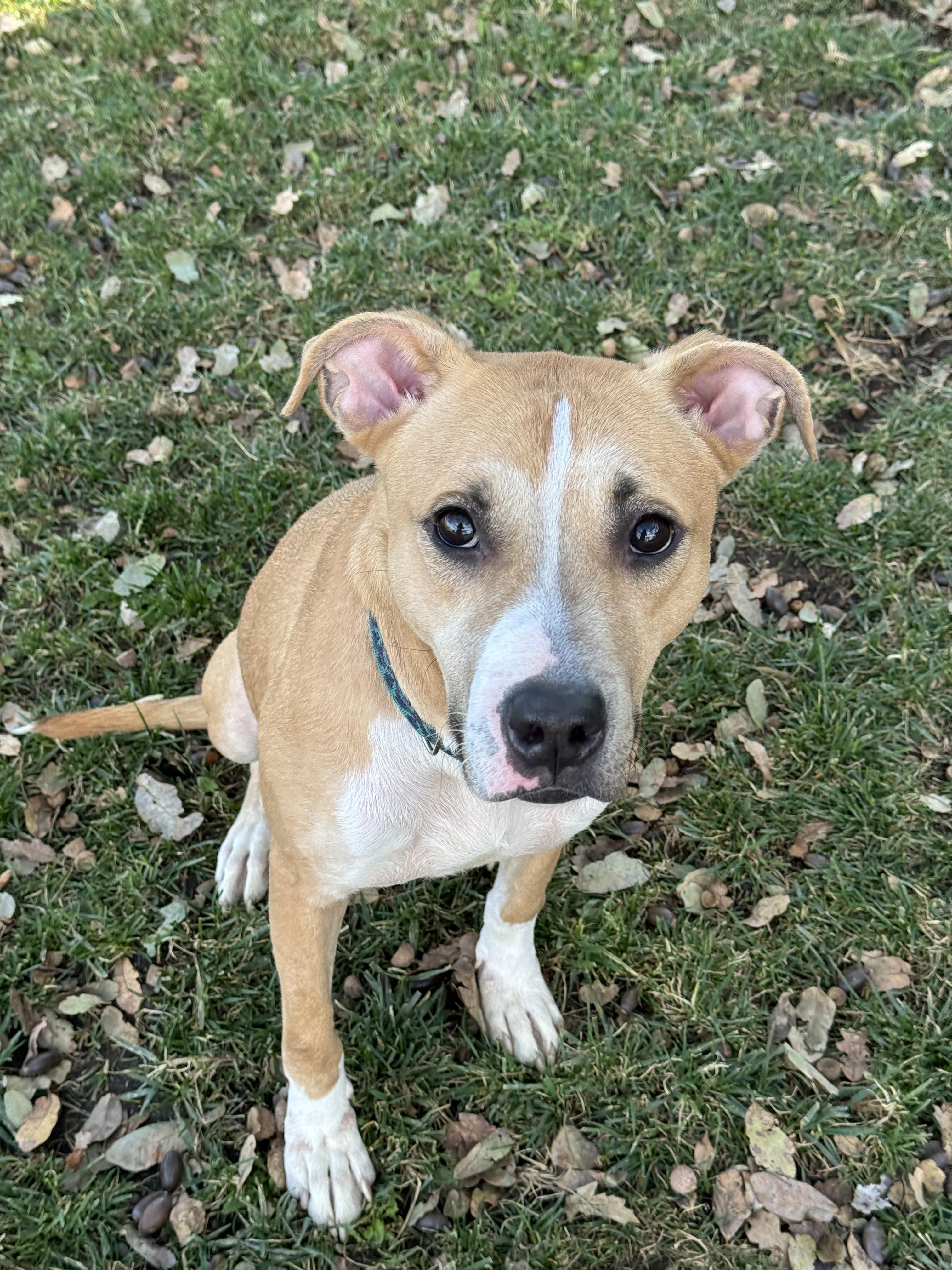 JJ, a Adoptable mixed breed in Coarsegold, CA image 2/2