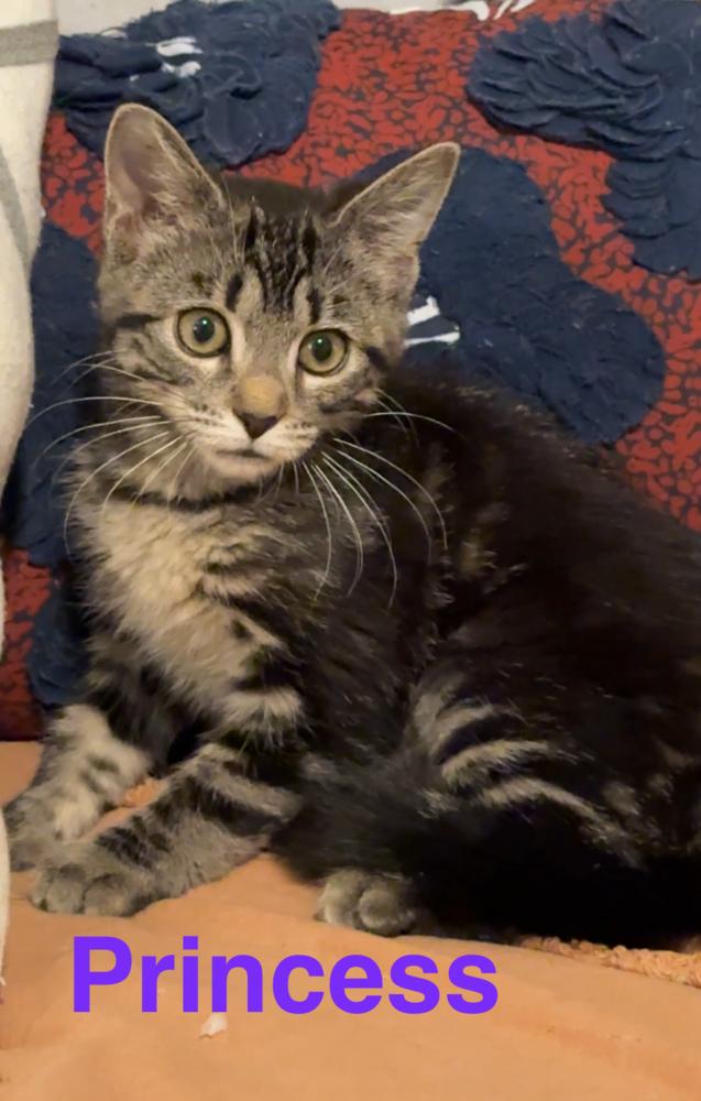 Enlarge Princess, a Adoptable Tabby in Fern Park, FL image 1/5