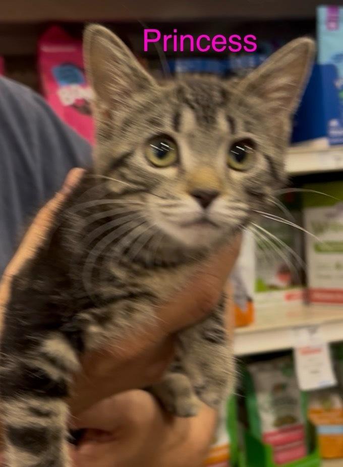 Enlarge Princess, a Adoptable Tabby in Fern Park, FL image 4/5