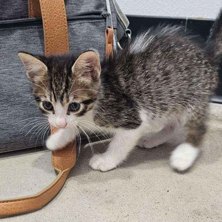 Flint, Adoptable, Kitten Male Domestic Short Hair.