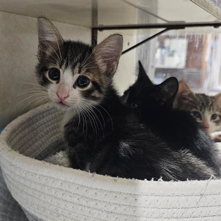 Enlarge Flint, a Adoptable Domestic Short Hair in Harlingen, TX image 2/3