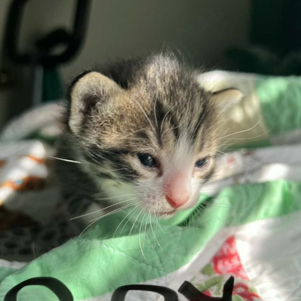 Enlarge Flint, a Adoptable Domestic Short Hair in Harlingen, TX image 3/3