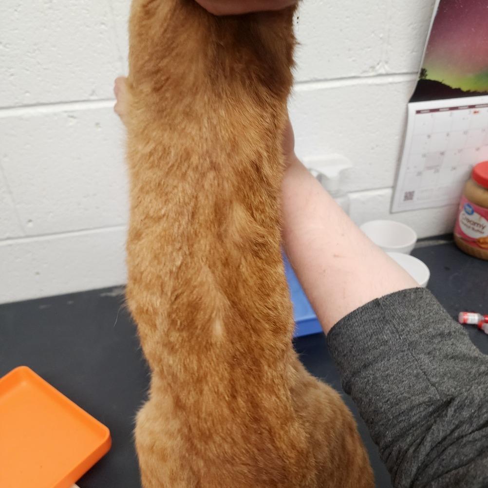 Timber, Adoptable, Young Male Domestic Short Hair.