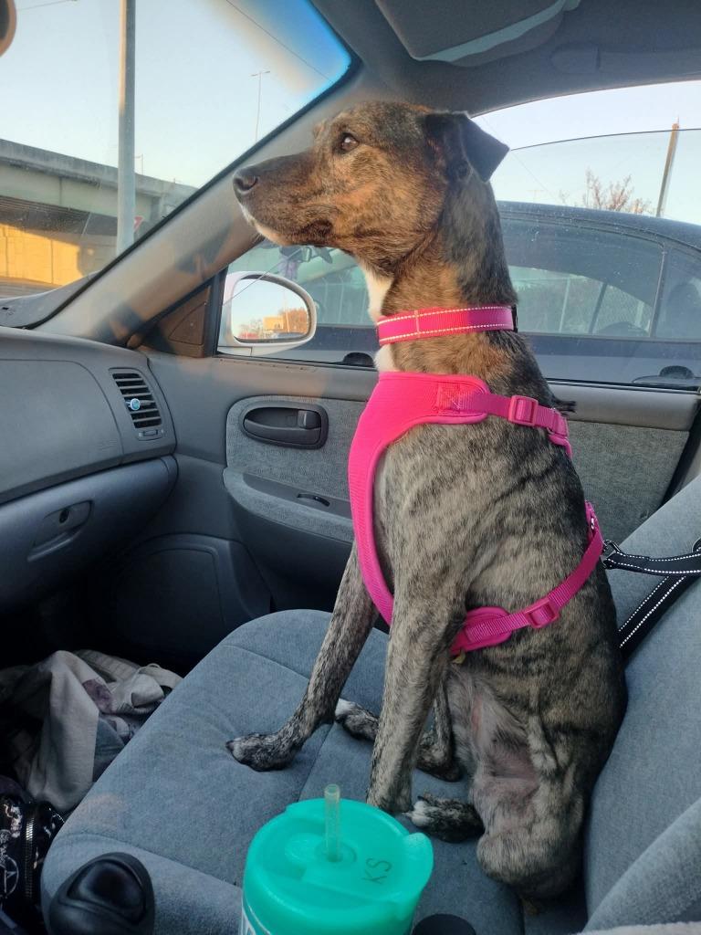 Enlarge Myla, a Adoptable mixed breed in Madison, AL image 1/6