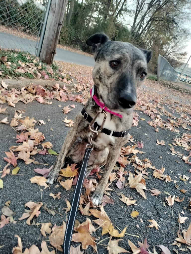 Enlarge Myla, a Adoptable mixed breed in Madison, AL image 2/6