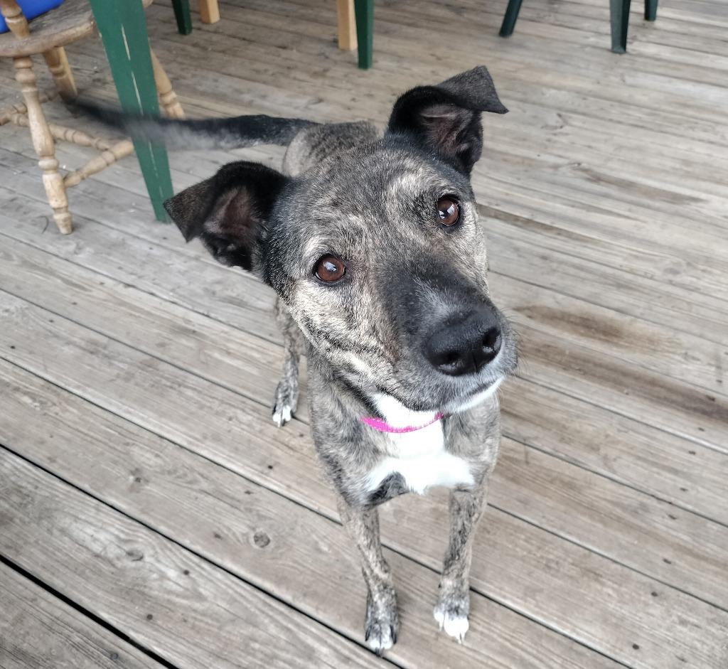 Enlarge Myla, a Adoptable mixed breed in Madison, AL image 3/6