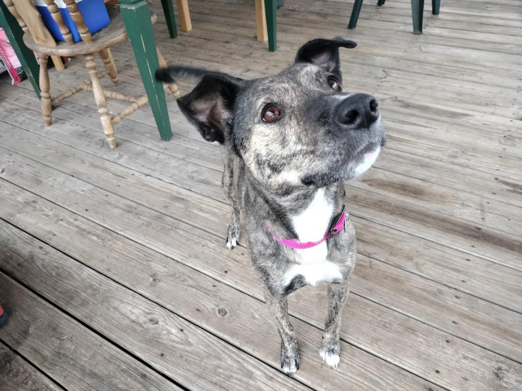 Enlarge Myla, a Adoptable mixed breed in Madison, AL image 4/6