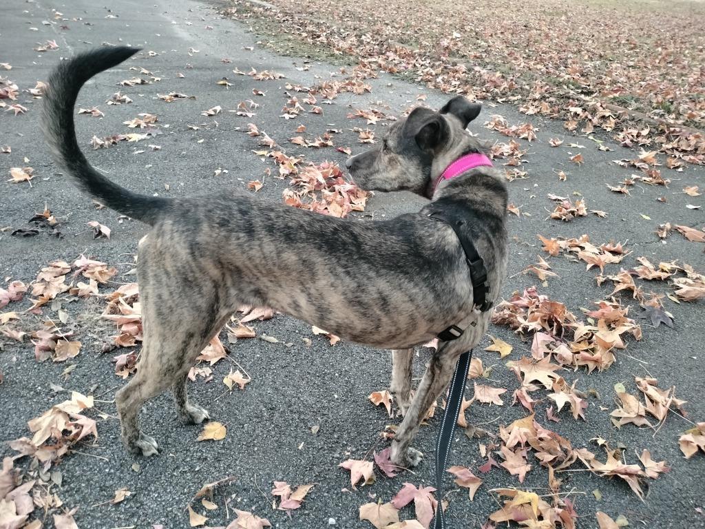 Enlarge Myla, a Adoptable mixed breed in Madison, AL image 5/6