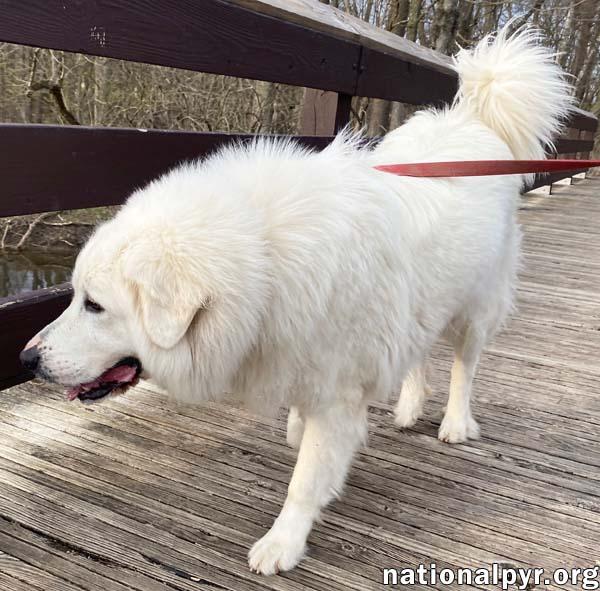 Lubka in OH - Gentle, Kind & Excellent Manners!