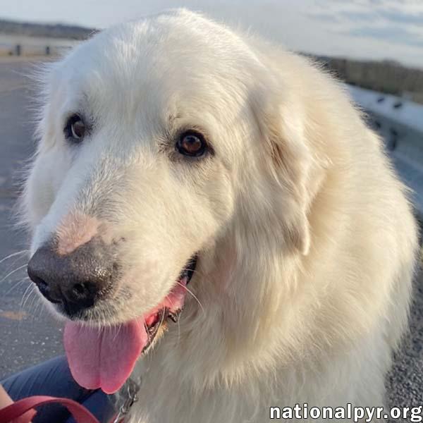 Lubka in OH - Gentle, Kind & Excellent Manners!