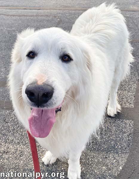 Lubka in OH - Gentle, Kind & Excellent Manners!