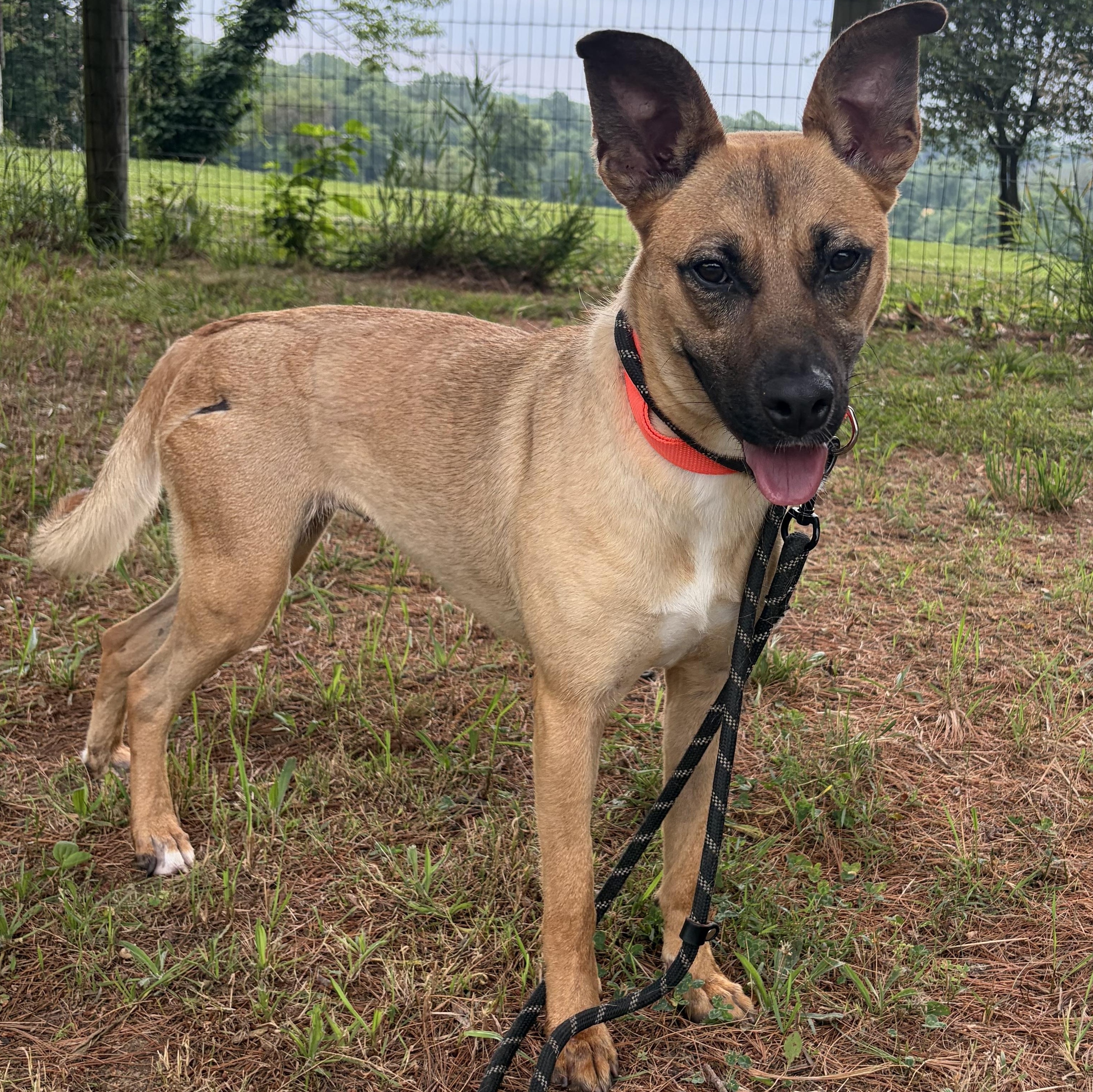 Enlarge Biscuit (FKA Roadie), a Adoptable mixed breed in West Grove, PA image 2/3