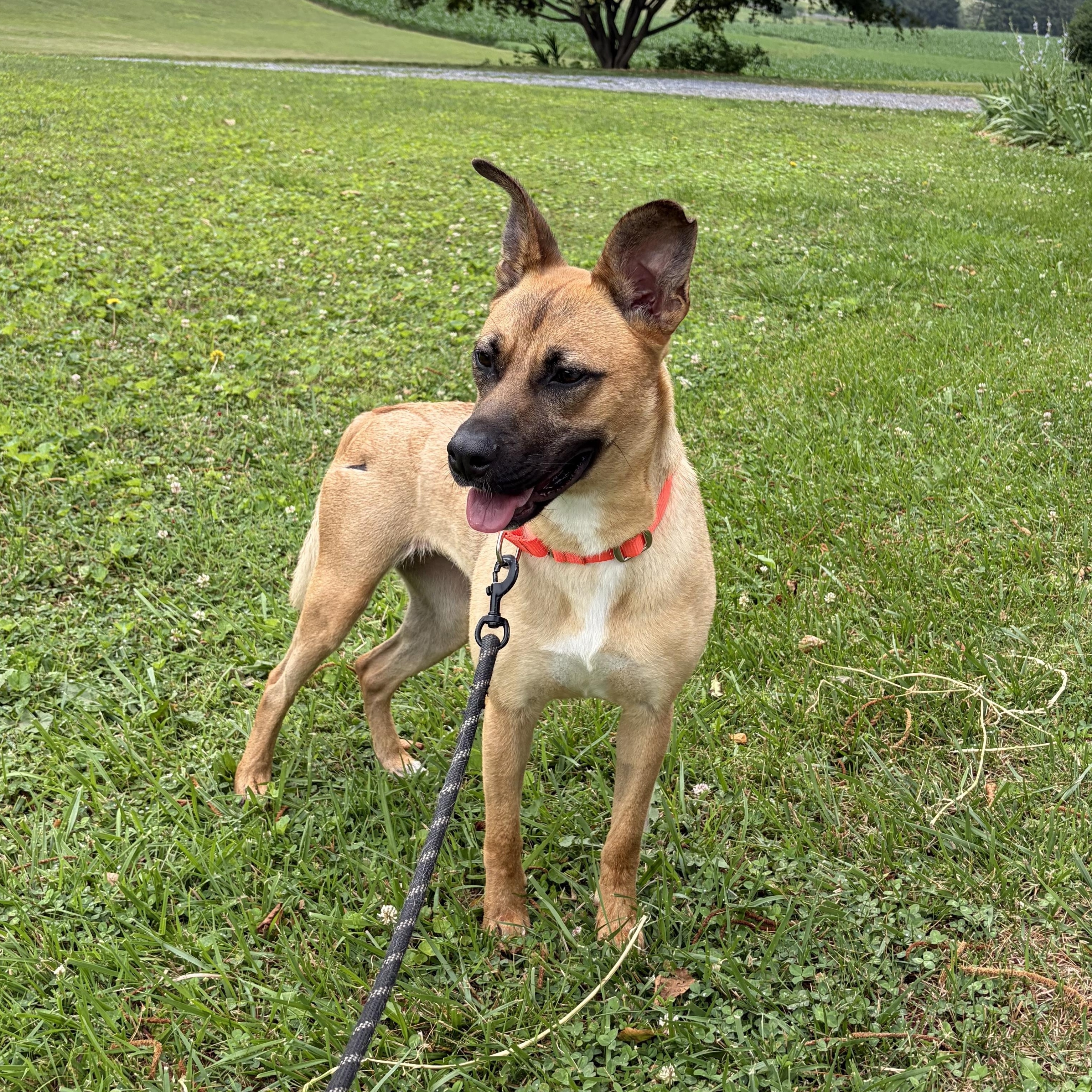 Enlarge Biscuit (FKA Roadie), a Adoptable mixed breed in West Grove, PA image 1/3